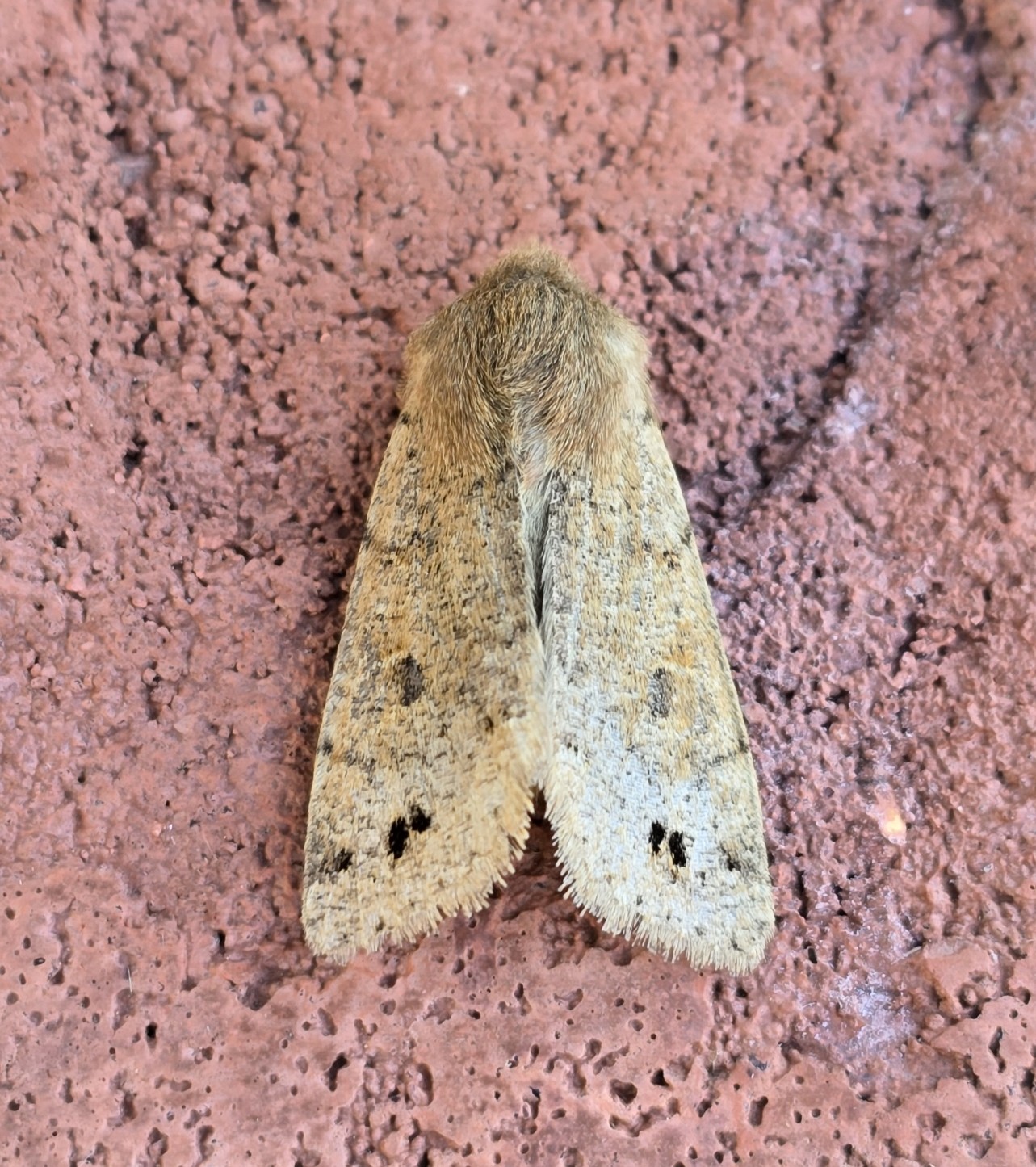 Photo of Twin-spotted Quaker (Anorthoa munda)